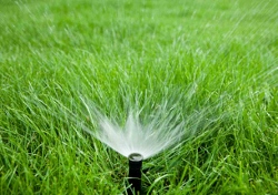 watering your lawn in summer
