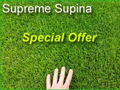 Supreme Supina Special offer
